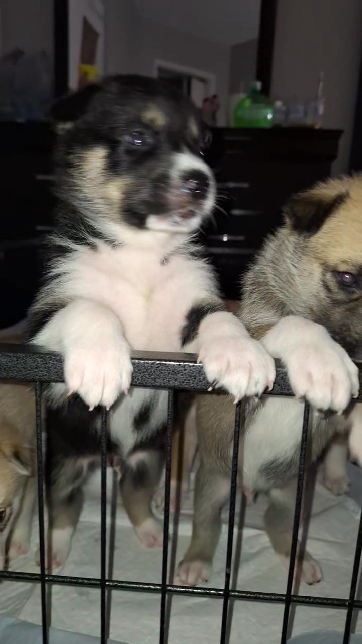 Bear in Victorville, California