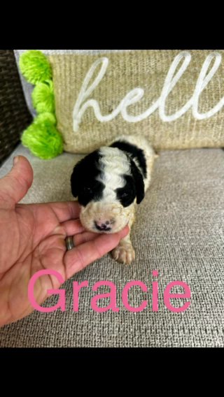 CKC Sheepadoodle Puppies in Crossville, Tennessee