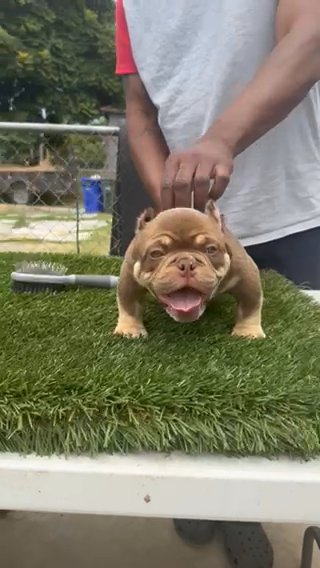 Exotic Bully/designer Bully in San Diego, California