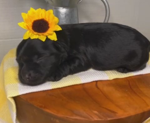 Princess Sunny (luxury Female KB Black Yorkie 5lbs Adult Weight)?? in Houston, Texas