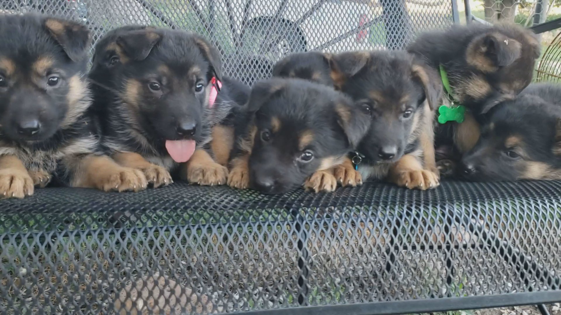 German shepherd akc males in Grand Island, Nebraska