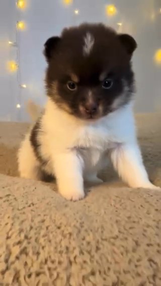 Pomsky Puppy Scout (MALE) in Miami Beach, Florida