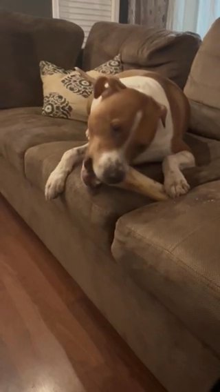Rehoming this Our Little Boy in Roseville, California