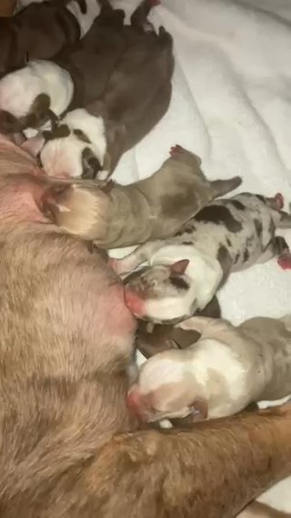 Micro Bullies in Raleigh, North Carolina