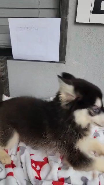 Female Pomsky in San Diego, California