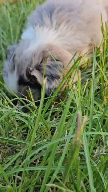 Mini Australian Shepherd Blue Merle Male in Ocala, Florida
