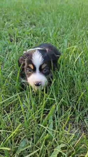Mini Australian Shepherd (American Shepherd) in Ocala, Florida