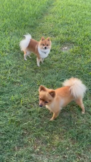 Pomeranians in Mission, Texas