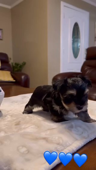 Teacup Morkie ( Maltese x Yorkie ) Puppies in Tampa, Florida