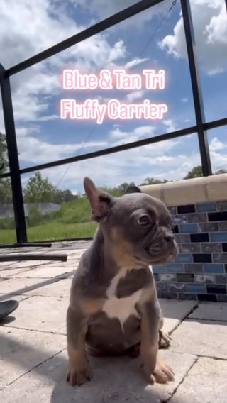 Blue & Tan Tri French Bulldog Female ? Fluffy Carrier in Tampa, Florida