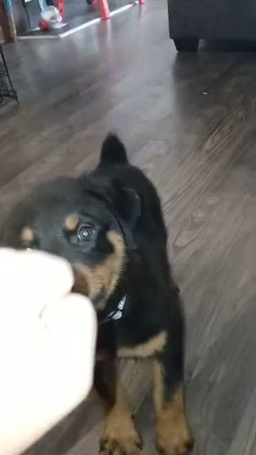 Female Rottweiler Lucy AKC in Nashville, Tennessee