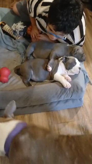 8 week old pockets in Leesburg, Florida