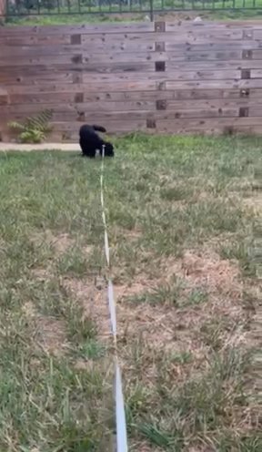Puppy for sale in Damascus, Maryland