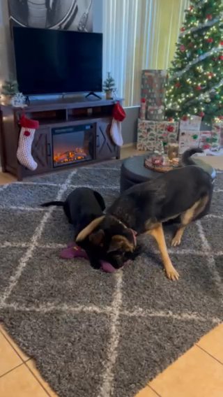 German Shepard Male in Las Vegas, Nevada
