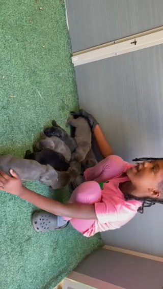 Champion Cane Corso Litter in Compton, California