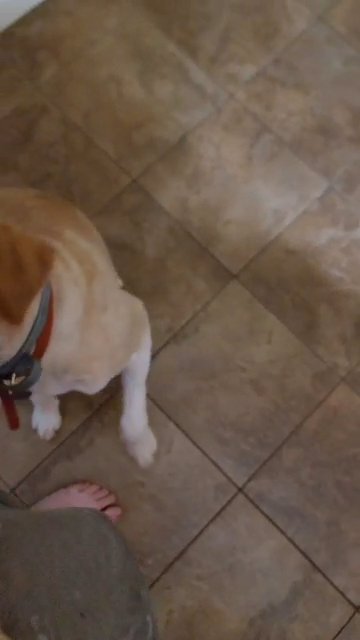 service dog prospect in Schenectady, New York