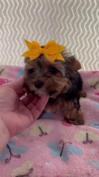 Miss Yellow, AKC Yorkie in Lexington, North Carolina