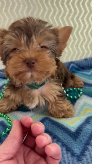 Mr Green AKC Yorkie in Lexington, North Carolina