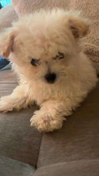 Mini Chipoo Boy Puppy in Charlotte, North Carolina