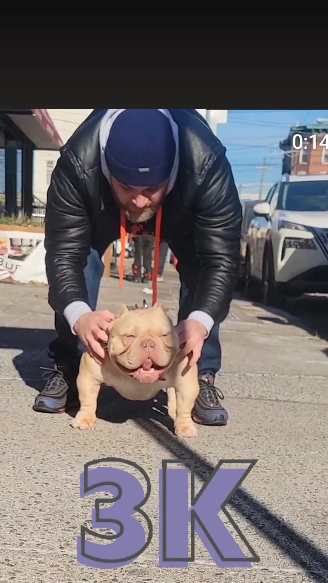 3 year old American exotic bully in Jersey City, New Jersey