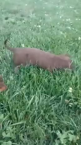 Dachshund Puppies! in Euclid, Ohio