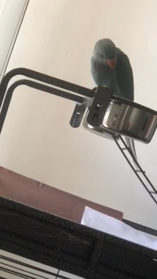 indian ringneck （male）FREE 61”CAGE FREE TRAVEL CAGE in Winter Park, Florida