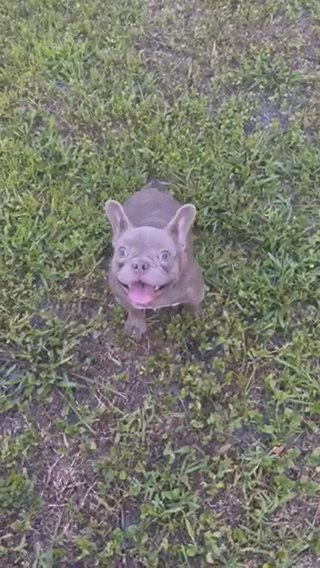 Female frenchie in Fort Lauderdale, Florida
