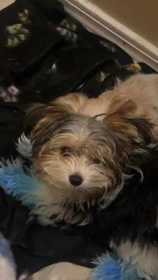 Golden yorkie in Jacksonville, Florida