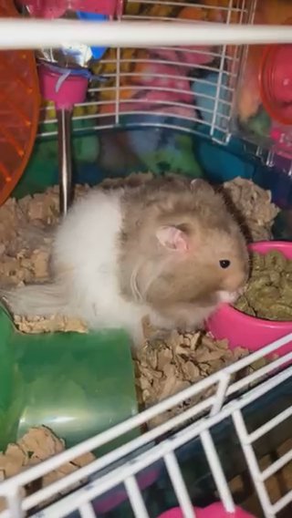 Syrian Dwarf Hamster For Sell in Manhattan, New York