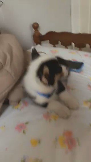 Corgi For Sell in Manhattan, New York