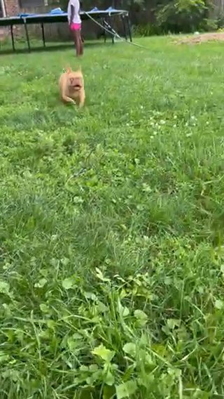 Chocolate Fawn male in Chicago, Illinois