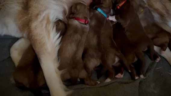 Wooly Coat Copper Siberian Husky Puppies in Florence, Kentucky
