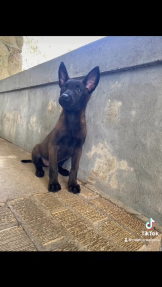 Belgian Malinois Puppies Available (Nina) in Oceola, Michigan