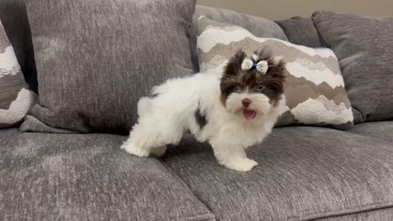 Colt Akc Dark Chocolate Parti Male Yorkie in Riverside, California
