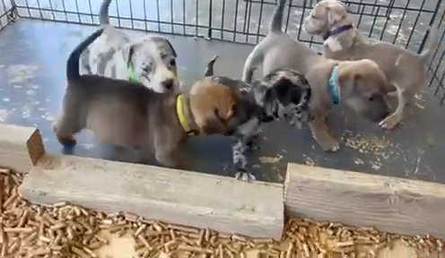 XL American Bully in Lancaster, California