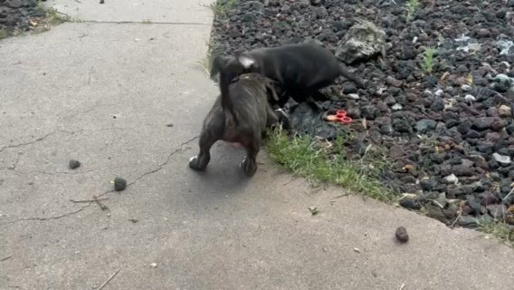 Cane Corso, American bully mix in Colorado Springs, Colorado