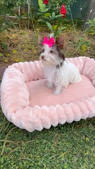 Chocolate Parti Yorkie Lucy in Riverside, California