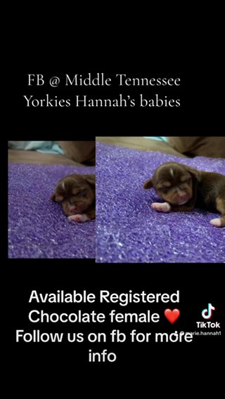 Chocolate Yorkie Girl ❤️ in Cookeville, Tennessee