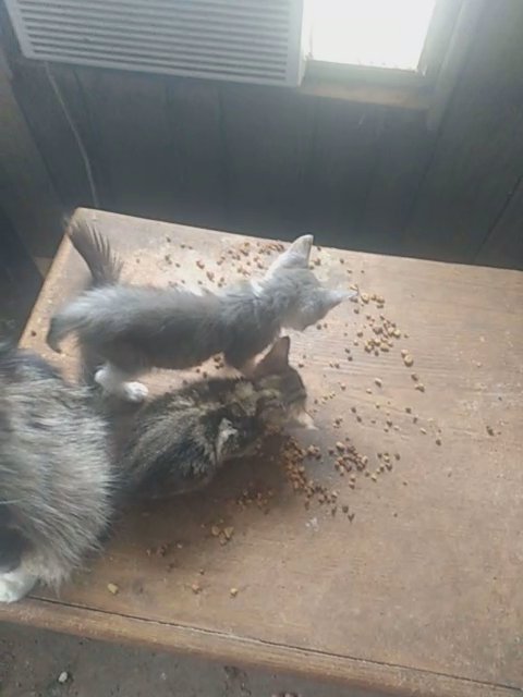 kittens and cats for sale in Billings, Montana