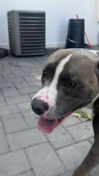 Bluenose Pitbull / NAME : MILO in Clifton, New Jersey