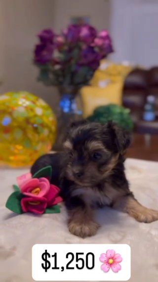 Teacup Morkie Female in Tampa, Florida