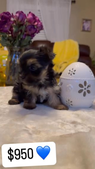 Teacup Morkie boy $950 in Tampa, Florida