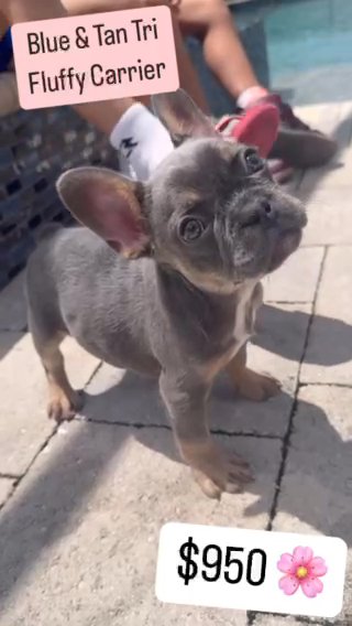 Blue & Tan Tri French Bulldog Female $800 ( New Price ) in Tampa, Florida