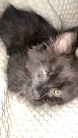 Bombay Kitten in Atlanta, Georgia