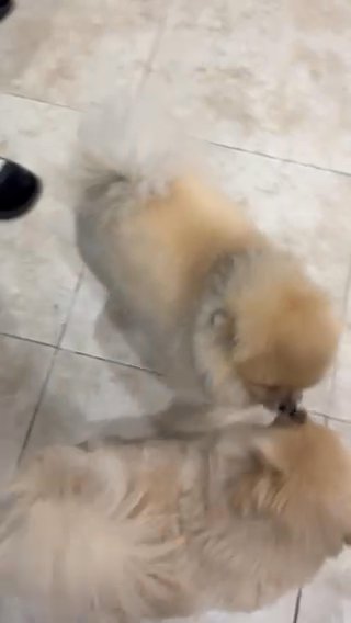 2 Pomeranian Dogs Boy+Girl. in Brooklyn, New York