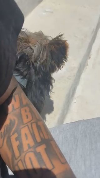 Yorkshire Terrier in Round Rock, Texas