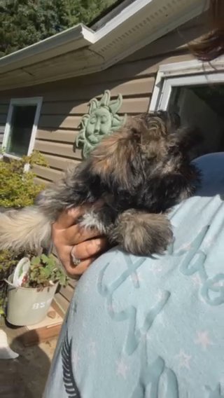 Shihtzu in Greensboro, North Carolina