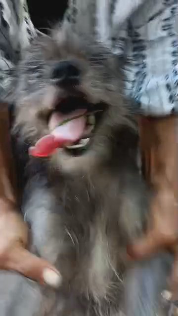 sasquach needs forever home in Weatherford, Texas