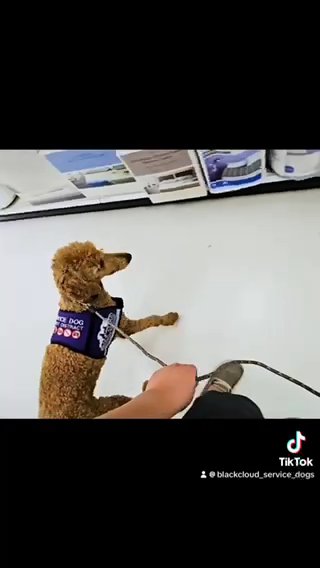 Kai- Started Service Dog in Atwater, California