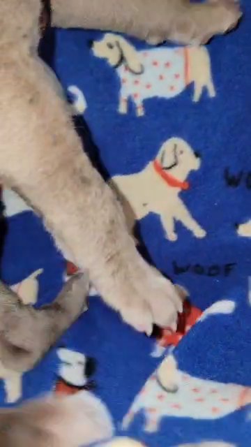 Lilac Female great dane in Sandusky, Ohio